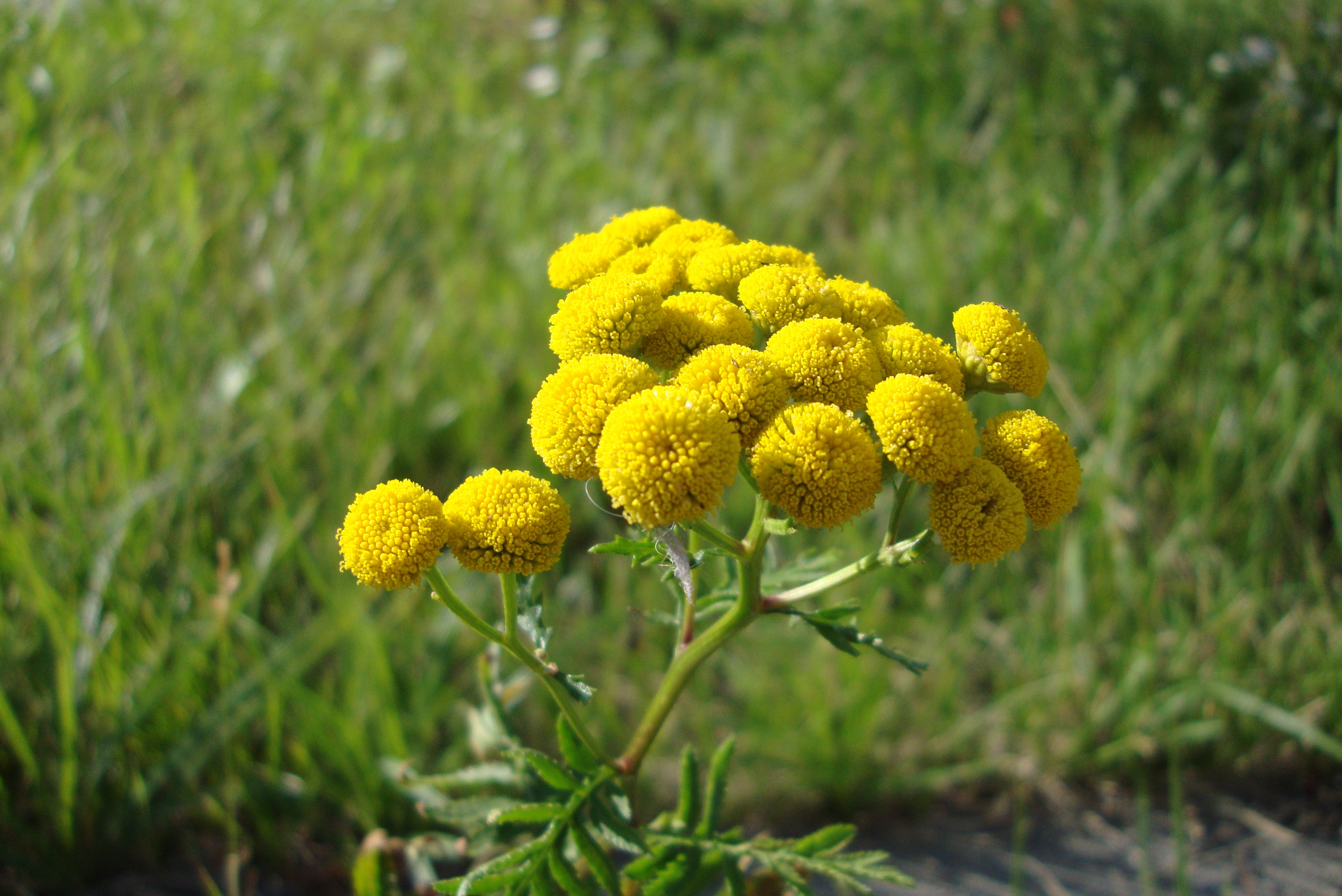 Wrotycz pospolity stanowi ochronę przed mrówkami.