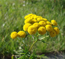 Wrotycz pospolity stanowi ochronę przed mrówkami.