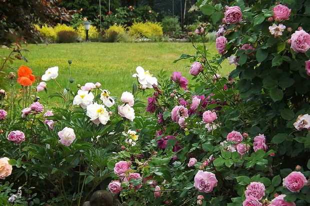 Wśród piwonii i róż 