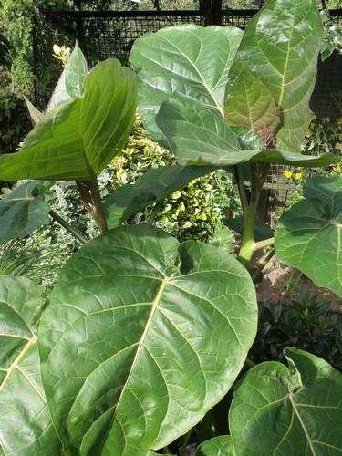 Wyrosło mi coś , czego nie znam . 