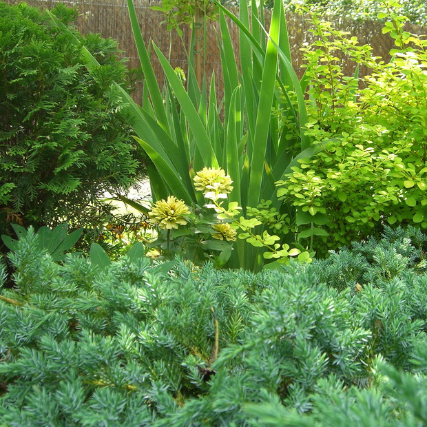 Wyspowa rabata z roślinami jednorocznymi z kremowymi Cyniami , białymi Begoniami w otoczeniu krzewów zimozielonych...