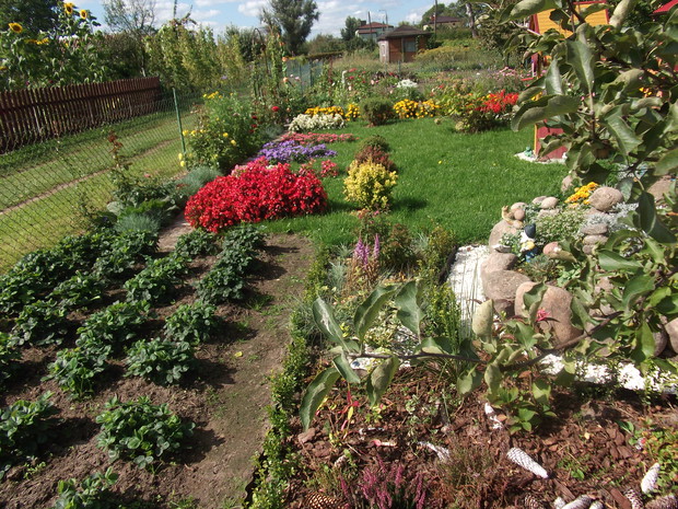 Z przody truskawki,a dalej grzadki kwiatowe.
