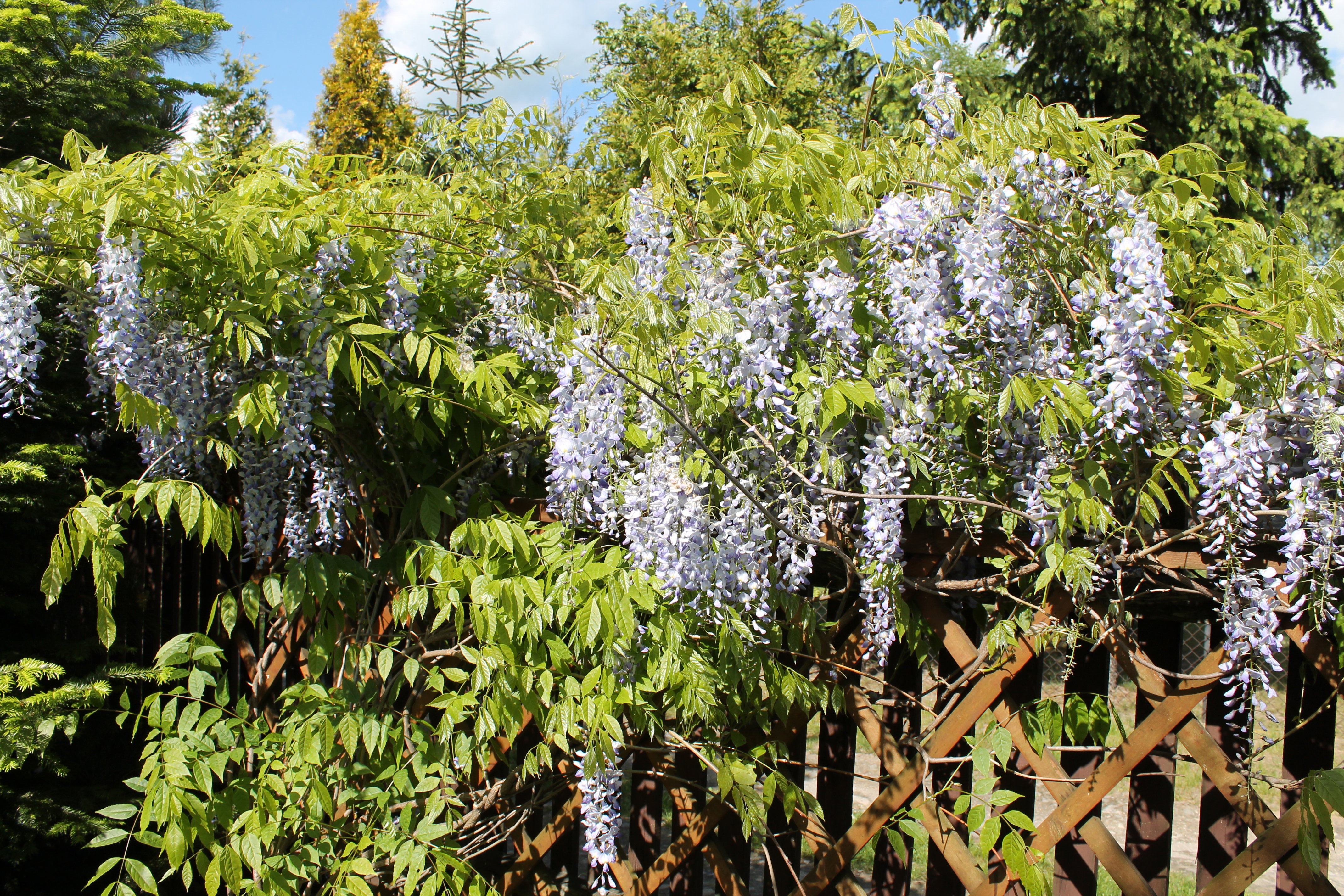 Zakątek z glicynią