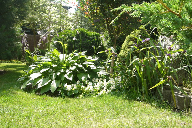 Zielona hosta z jasno fioletowymi kwiatami w otoczeniu białych begonijek i trzykrotki wirginijskiej o fioletowych kwiatach...