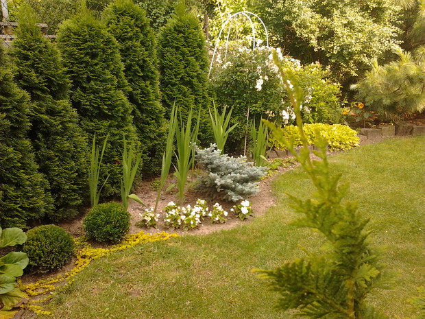 Zimozielona rabata z kwiatami sezonowymi