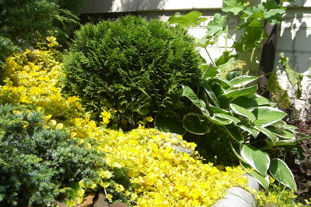 Żółta rzeka z tojeści rozesłanej 'Aurea'