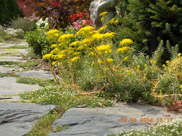 Żółty rozchodnik stanowi obrzeże ścieżki