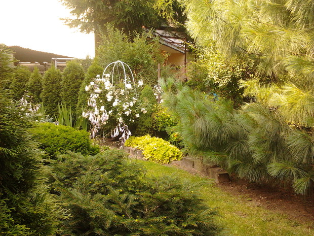 Żurawki, sosna wejmutka i widok na skalniak...