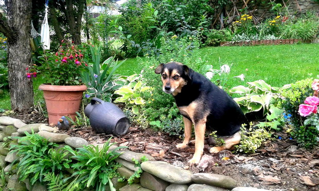 A co się będę przejmował jakimiś krzakami