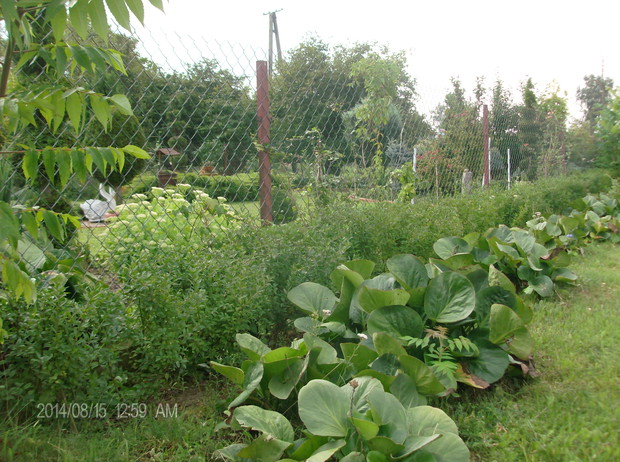 A TO PRZED OGRODEM I POCZATEK ZYWOPLOTU Z LIGUSTRU