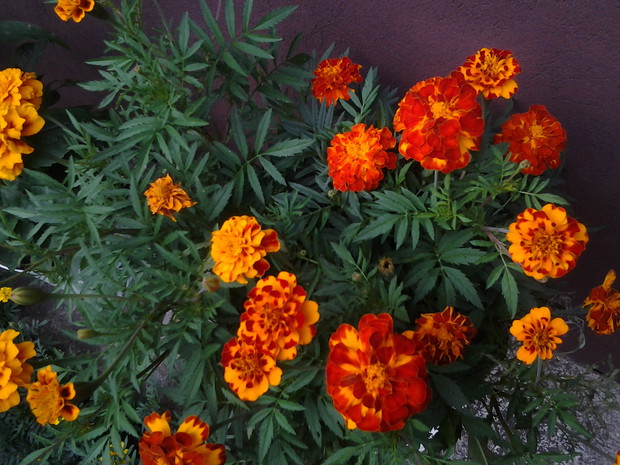 aksamitki posadzone na obrzeżach trawnika 