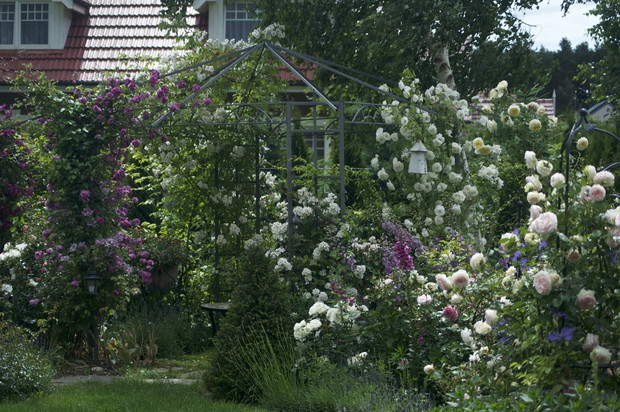 Altana spowita różami - rosną tu ekspansywne ramblery, które mają pokryć całe sklepienie