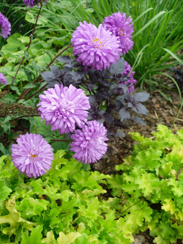 Aster samosiejka, bazylia o bordowych liściach i żółtolistna żurawka