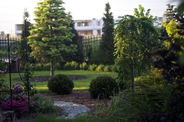 Bardzo lubię cisy, zwłaszcza te formowane, które regularnie przycinam