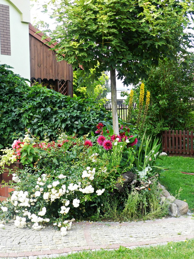 Biało-bordowy klomb przy tarasie pięknie wygląda na tle klonu i winobluszczu.