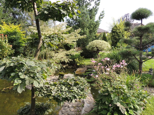 Bonsai w towarzystwie zawilca japońskiego.