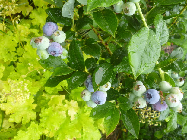 Borówki amerykańskie ładnie kontrastują z żółtolistną żurawką odm. Lime Marmalade.
