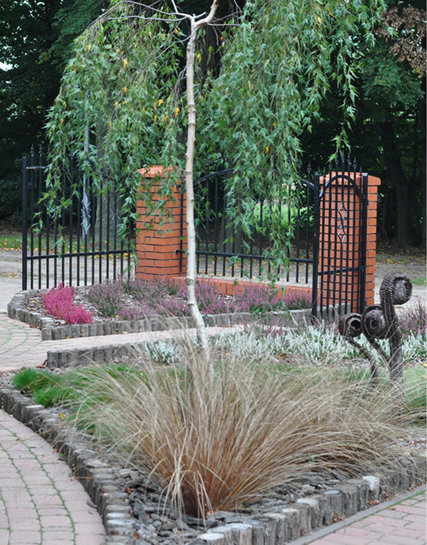 Brzoza 'Dalecarlica'