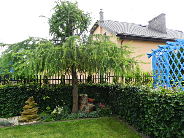 Budka dla ptaków schowana w modrzewiu, pod nim poidełko w starym pniu drzewa.