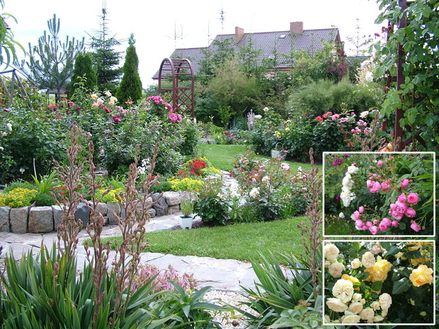 Centralna część ogrodu z widokiem na wspomnianą powyżej różankę i dwoma kolejnymi, taras (kamienny uskok) z niskimi bylinami i rozchodnikami oraz kwitnącą na różowo aptenią