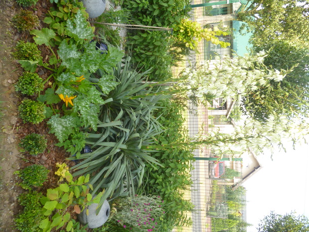 Cukinia na rabacie ozdobnej