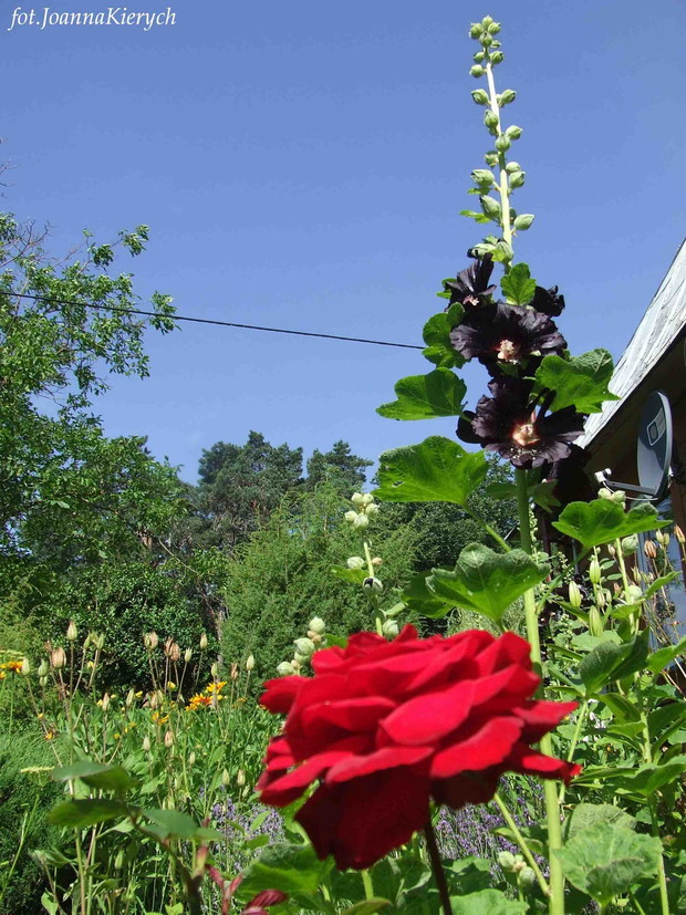 Czarna malwa....moja ulubiona