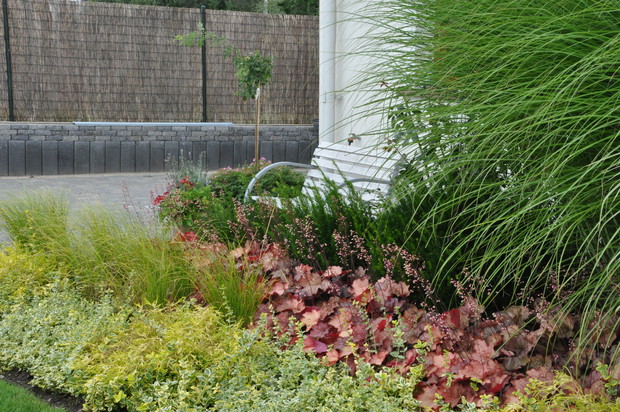 czasami zdarza mi się usiąść na ławeczce wśród wysokich miskantów , obok których rośnie piękna angielska róża