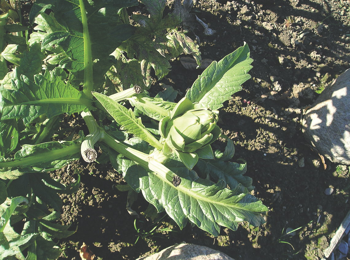 Do jedzenia najlepsze są dobrze wykształcone, ale jeszcze zielone i zwarte pąki.