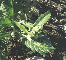 Do jedzenia najlepsze są dobrze wykształcone, ale jeszcze zielone i zwarte pąki.