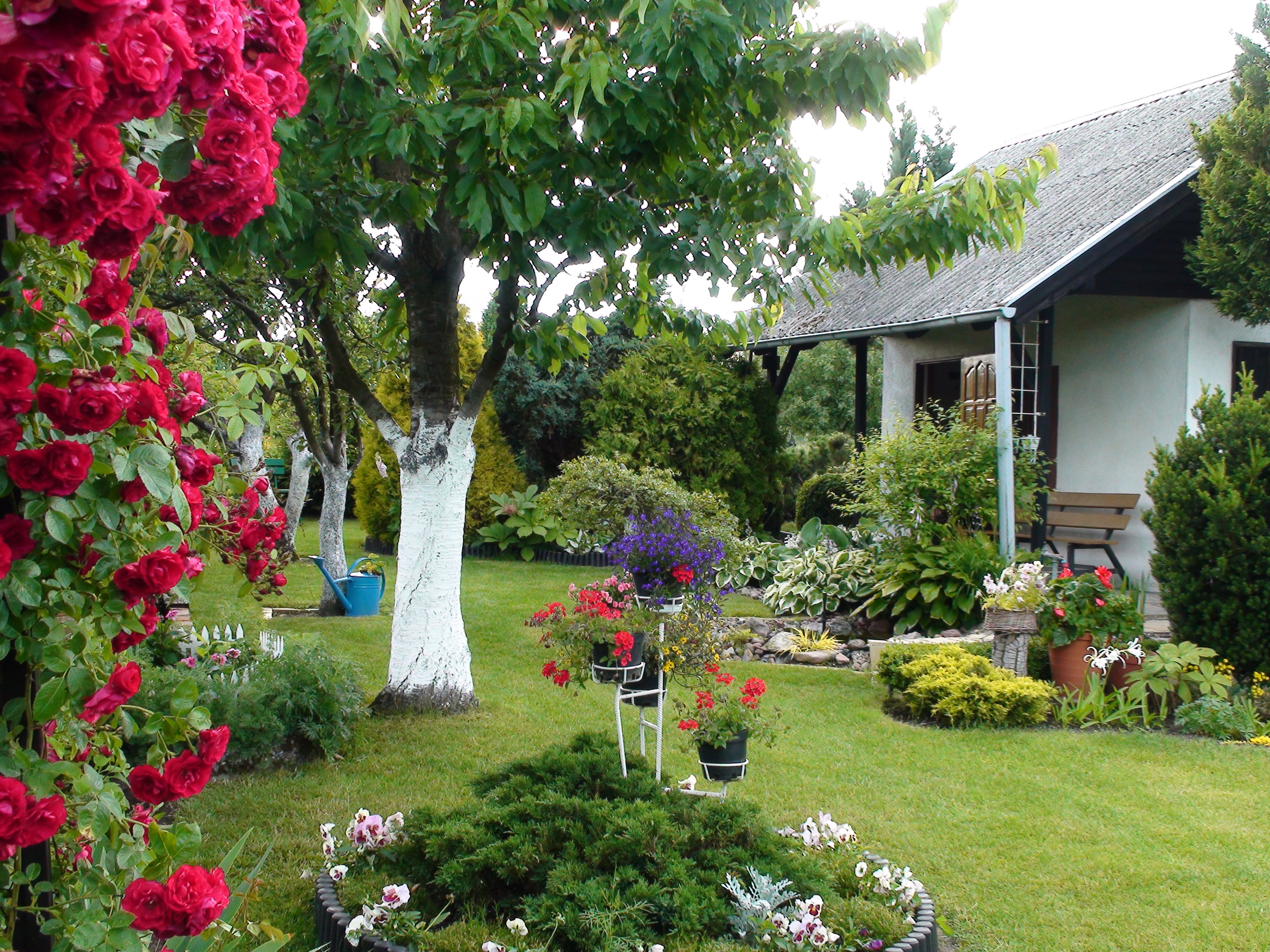 Dobrze posiedzieć w cieniu starej czereśni, w bliskości oczka wodnego.