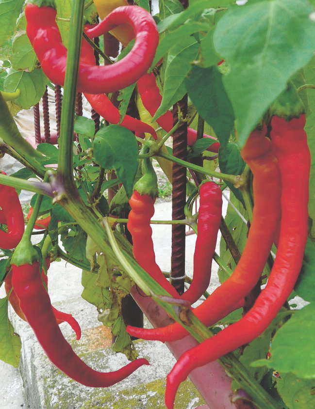 Dojrzałe strąki są bardzo dekoracyjne. Zbieram je na bieżąco, a nadmiar konserwuję.