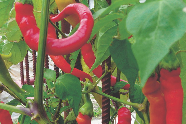 Dojrzałe strąki są bardzo dekoracyjne. Zbieram je na bieżąco, a nadmiar konserwuję.