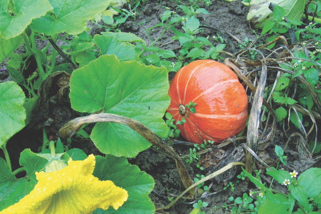 Dojrzałość dyni rozpoznaję nie tylko po wyglądzie. Miernikiem jej gotowości do zerwania są także usychające liście i popękana łodyga.