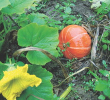 Dojrzałość dyni rozpoznaję nie tylko po wyglądzie. Miernikiem jej gotowości do zerwania są także usychające liście i popękana łodyga.