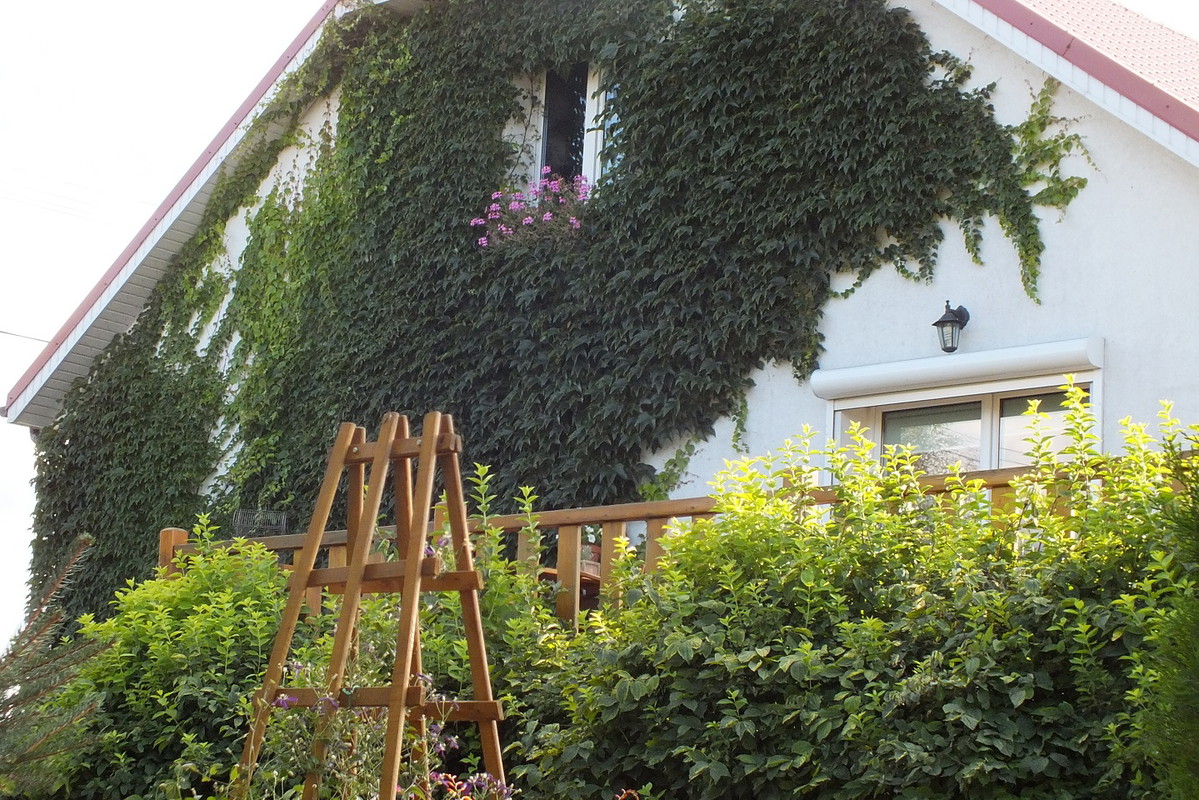 Dom zatopiony w zieleni.