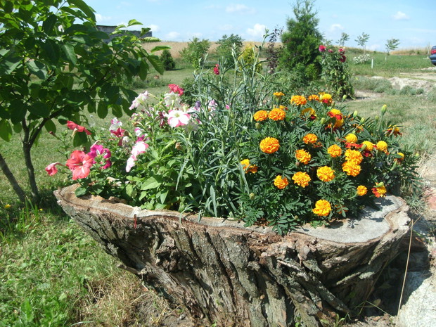 Donica z pnia starej wierzby - dobrze trzyma wilgoć