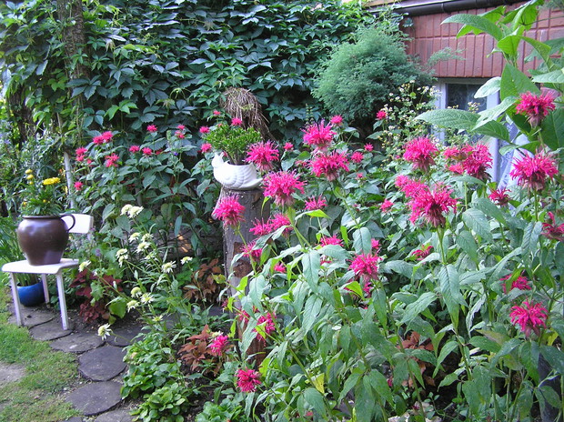 dostojne pysznogłówki - to one stroją nasze rabaty.