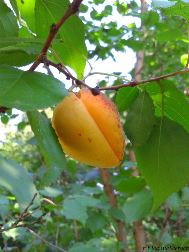Drzewko, jak drzewko.... ale jak wyrośnie z własnoręcznie wsadzonej w ziemię małej pesteczki... a potem na tym drzewku pojawia się owoc....po wielu latach wyczekiwań.....znacie to uczucie? :)