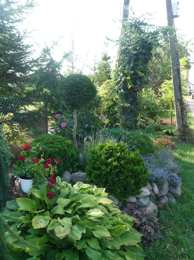 Duża hosta obok najstarszego skalniaka 