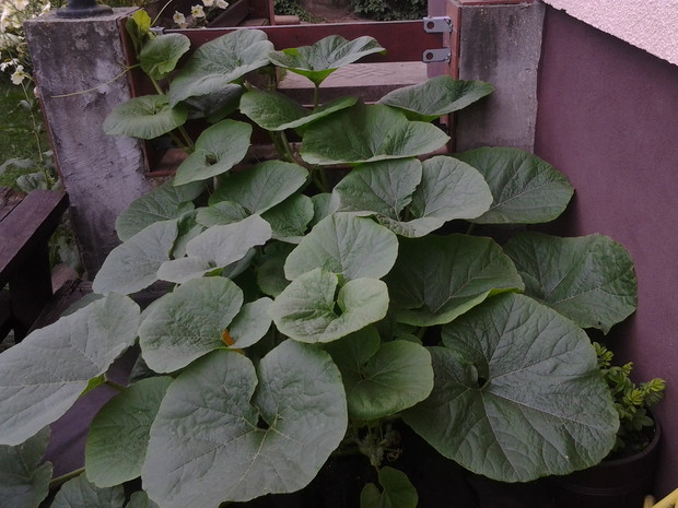 dynia którą posadziły dzieci w piaskownicy 