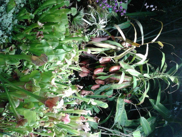 dzbanecznik
kapturnice