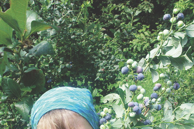 Ekologicznymi borówkami zajada się moja córka.