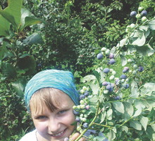 Ekologicznymi borówkami zajada się moja córka.