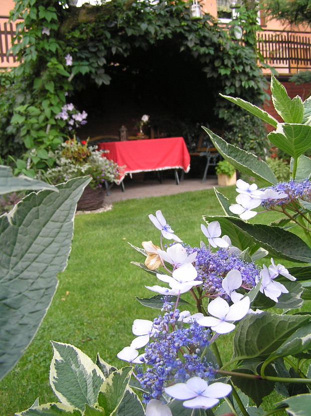 Elementem aranżacji naszego ogrodu jest silnie rosnący winobluszcz pięciolistkowy który okrył naszą altankę nazywamy ja "zieloną muszlą" tu można się schować przed słońcem, który w upały daje błogi cień 