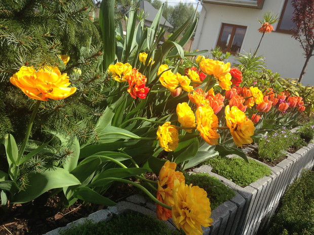 energetczny kolor wiosną daje nadzieje :)