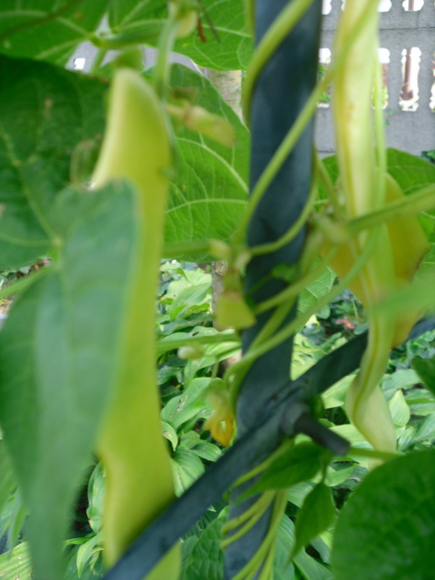 Fasolka tyczna na pergoli obok róży