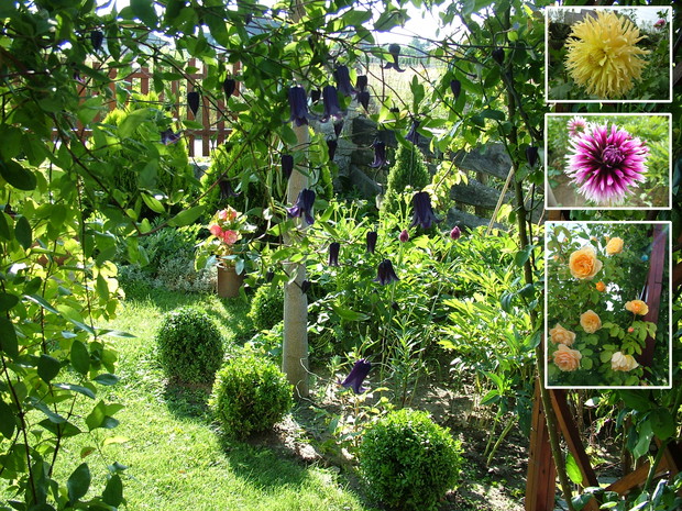 Front ogrodu z pergolą zapraszającą do zwiedzania dalszej części, przy pergoli kwitnie z jednej strony róża Graham Thomas i powojnik Rooguchi z drugiej strony róża Indigoletta i powojnik Isago, bukszpanowe kuleczki z własnych sadzonek za nimi wiosną kwit