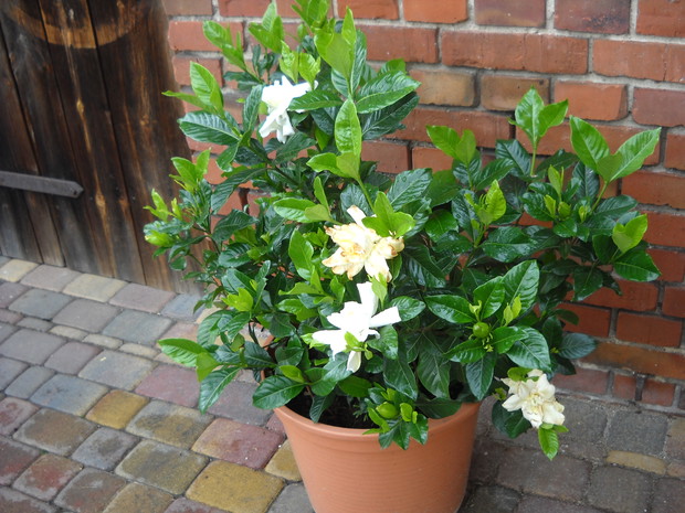 Gardenia.