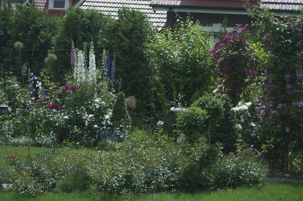 Gdy przekwitną wyniosłe ostróżki, ich miejsce zajmują trawy i werbena patagońska