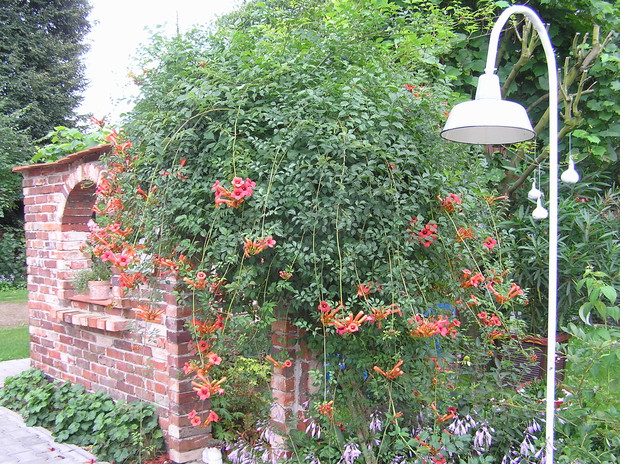 gęstwina pnącego milina pokrywa ścianę murku tworząc romantyczną atmosferę